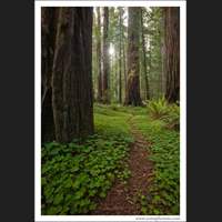 Jedediah Smith Redwoods State Park, California