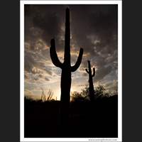Saguaro National Park, Arizona
