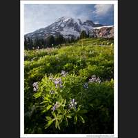 Summer on the slopes of Mt Rainier