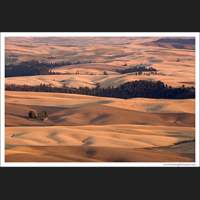Harvest time in The Palouse, Washington