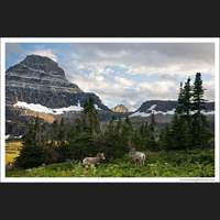 Bighorn Sheep, Glacier National Park, Montana