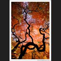 Japanese Garden, Seattle