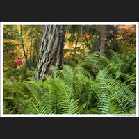 Washington Park Arboretum, Seattle