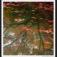Washington Park Arboretum, Seattle