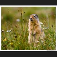 Ground Squirrel, Glacier National Park, Montana