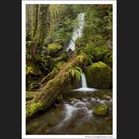 Merriman Falls, Quinault, Washington