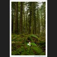 Trillium and Old Growth Forest, Washington