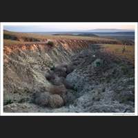 Tumbleweed, Eastern Washington