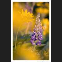 Lupine and Balsamroot, Rowena, Oregon