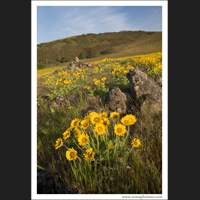 Balsamroot, Columbia Hills, Washington