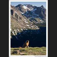 Yellow-bellied marmot portrait shoot, Rocky Mountain National Park, Colorado