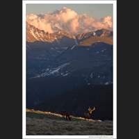 Elk, Rocky Mountain National Park, Colorado