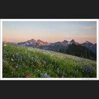 Wildflowers and Tatoosh Range, Mt Rainier National Park, Washington