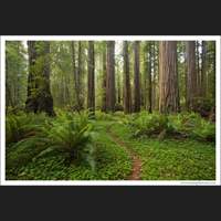 Jedediah Smith Redwoods State Park, California