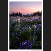 Mt Rainier National Park, Washington
