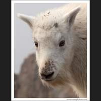 Mountain Goat, Mt Ellinor, Washington