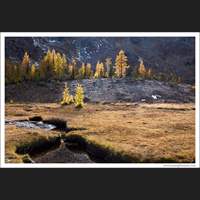 Larch, Near Ingalls Pass, Washington