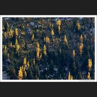 Larch and Evergreens, North Cascades, Washington