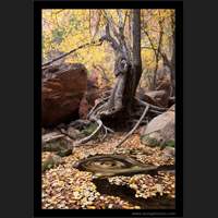 Leaves and swirling water, Zion National Park