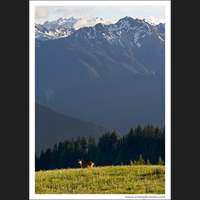 Hurricane Ridge, Olympic National Park, Washington