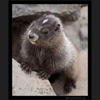 Young Marmot, Mt Rainier National Park