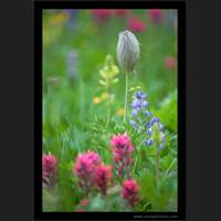 Wildflowers, Mt Rainier National Park