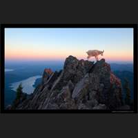 Mountain Goat, Mt Ellinor, Washington