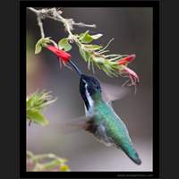 Hummingbird, Arizona-Sonora Desert Museum