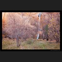 Late Autumn, Lower Calf Creek Falls, Utah