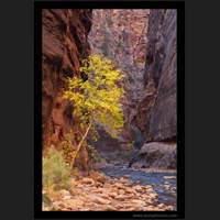 The Narrows, Zion National Park