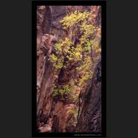 The Narrows, Zion