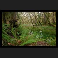 Quinault Rainforest, Washington