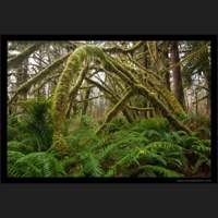 Quinault Rainforest, Washington