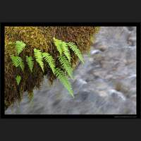 Quinault Rainforest, Washington