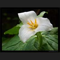 Trillium