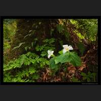 Trilliums