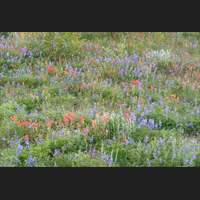 Flowers, Mt St Helens